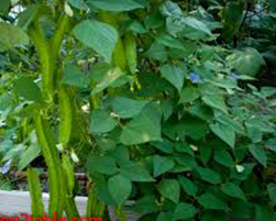 coco peat